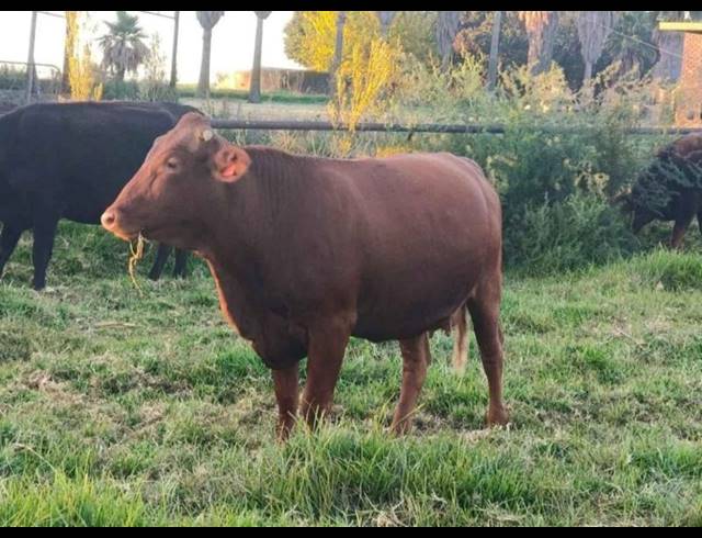 FARM FOR SALE IN SHERMAN PARK